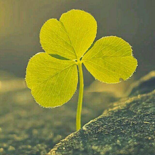 桃桃桃、桃不掉