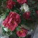 陈秀芹（陈老师）