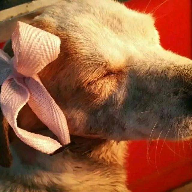 拼命挣来的重生