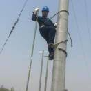 电线杆上的人生