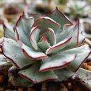 盛开在心瓣上的花