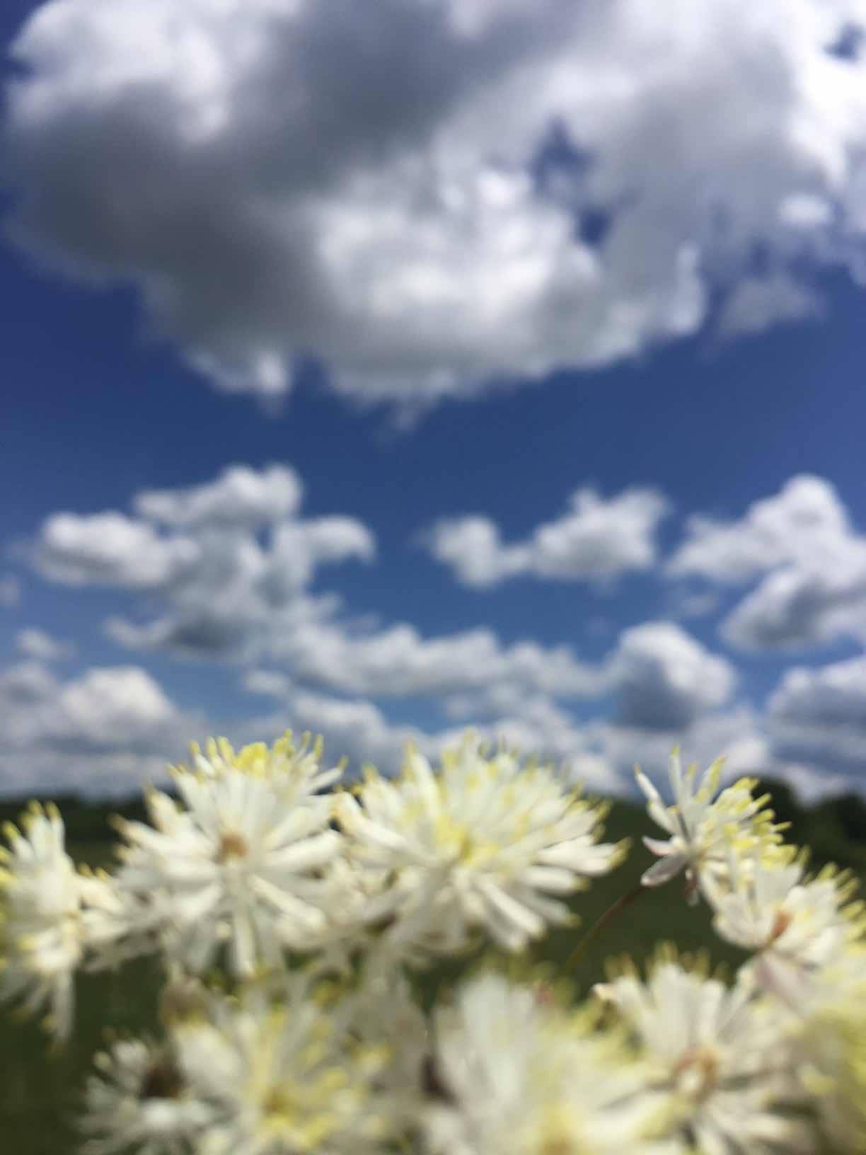 苍蝇中的战斗机