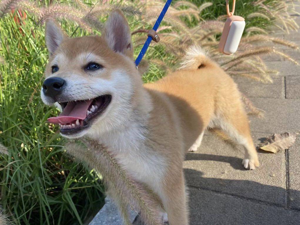 朴实的热水瓶1132