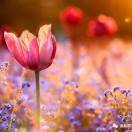 觅友_M879A13588782