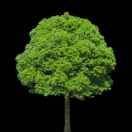 大树。。。。王想春