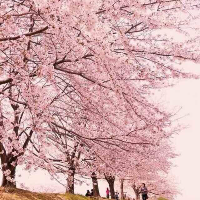 enjoy   everyday6486