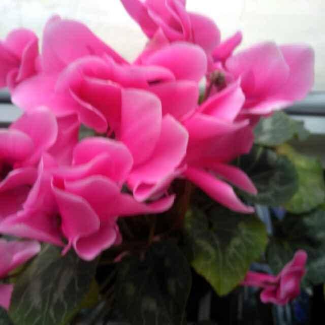 明天阳光依然美丽