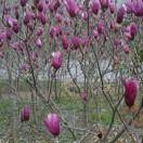 荆门天元苗圃夏139****0208