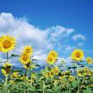向日葵108