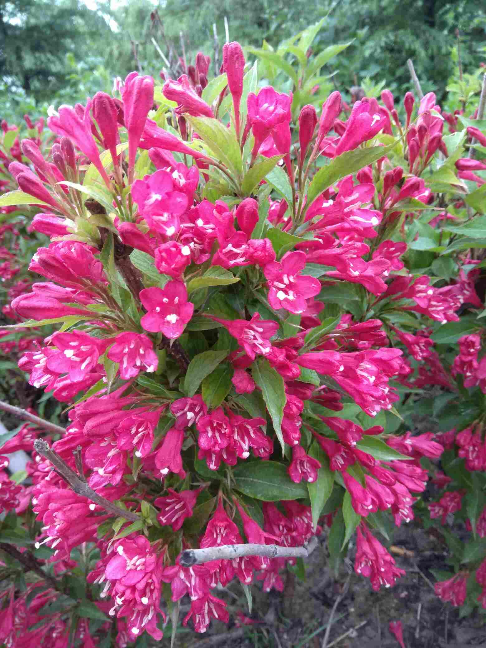 19520410春暖花开0