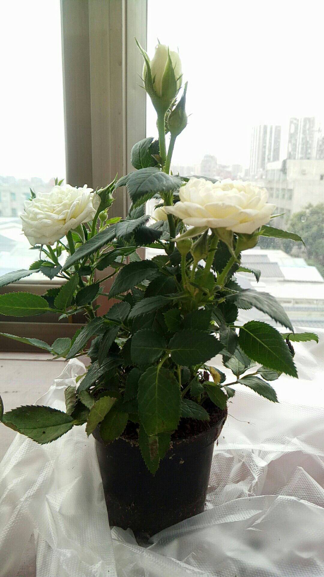 活着就是种幸福