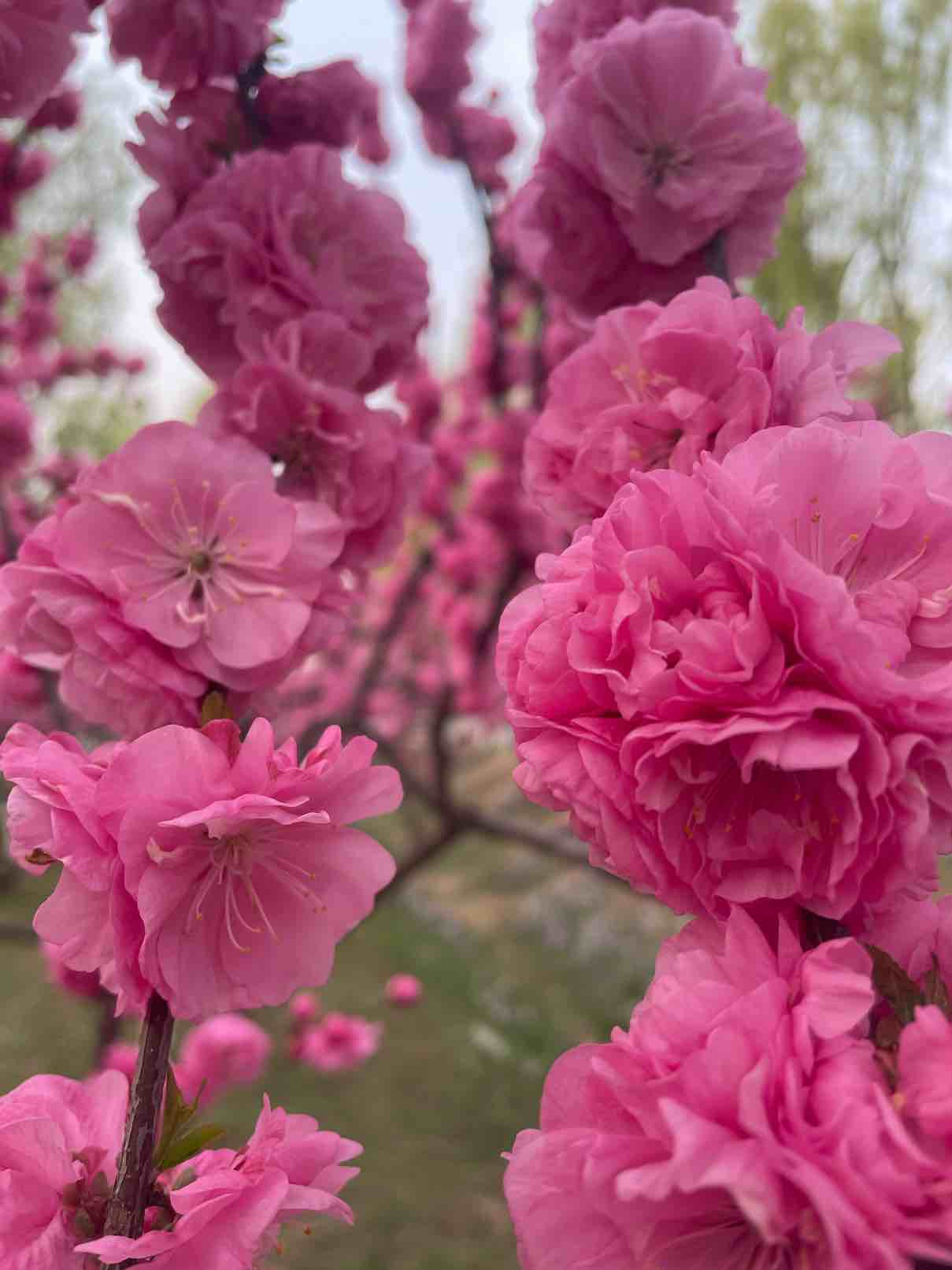 善良的煎饼果子