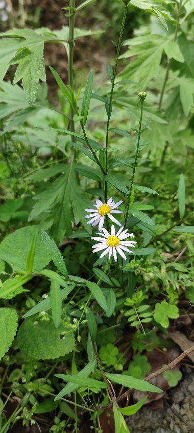 着急的大葱34231