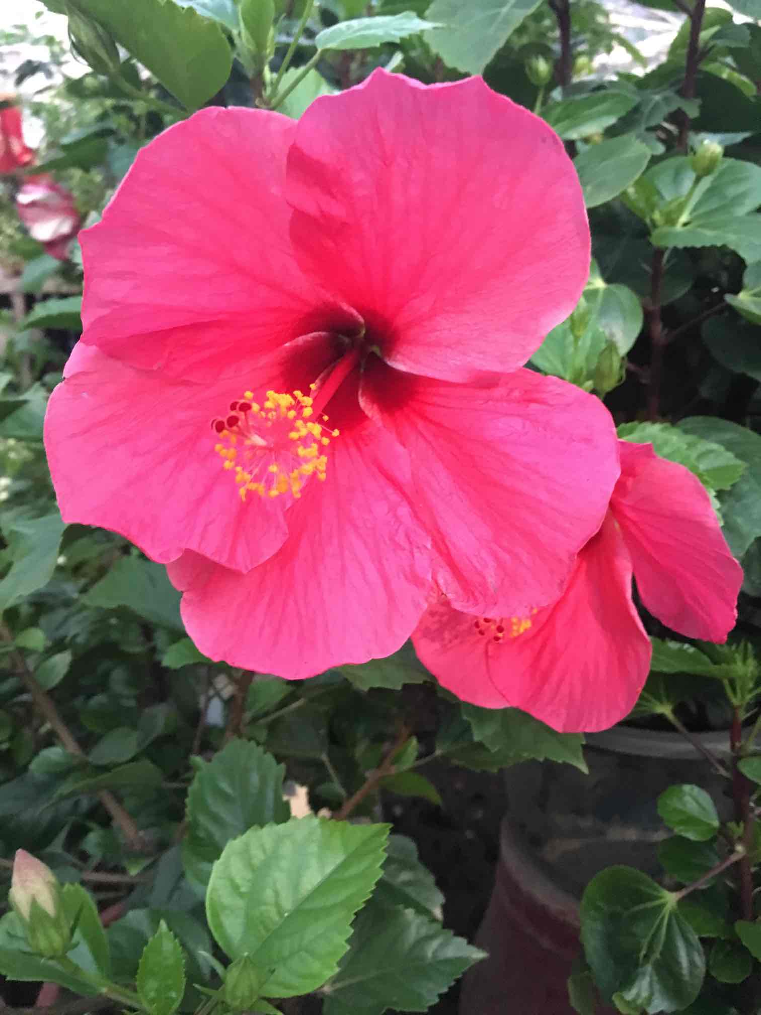 祈祷爸爸好起来