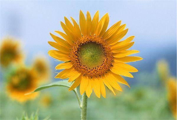 头像