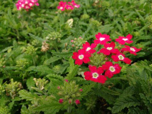 kawaicherryg16.12-81