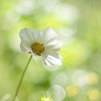 一枕清风梦绿萝