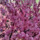 AAAwangjing军嫂烟酒