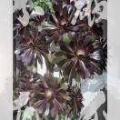 苏雪（恒久三公司）