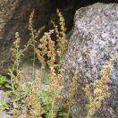 万卉（董迎喜）