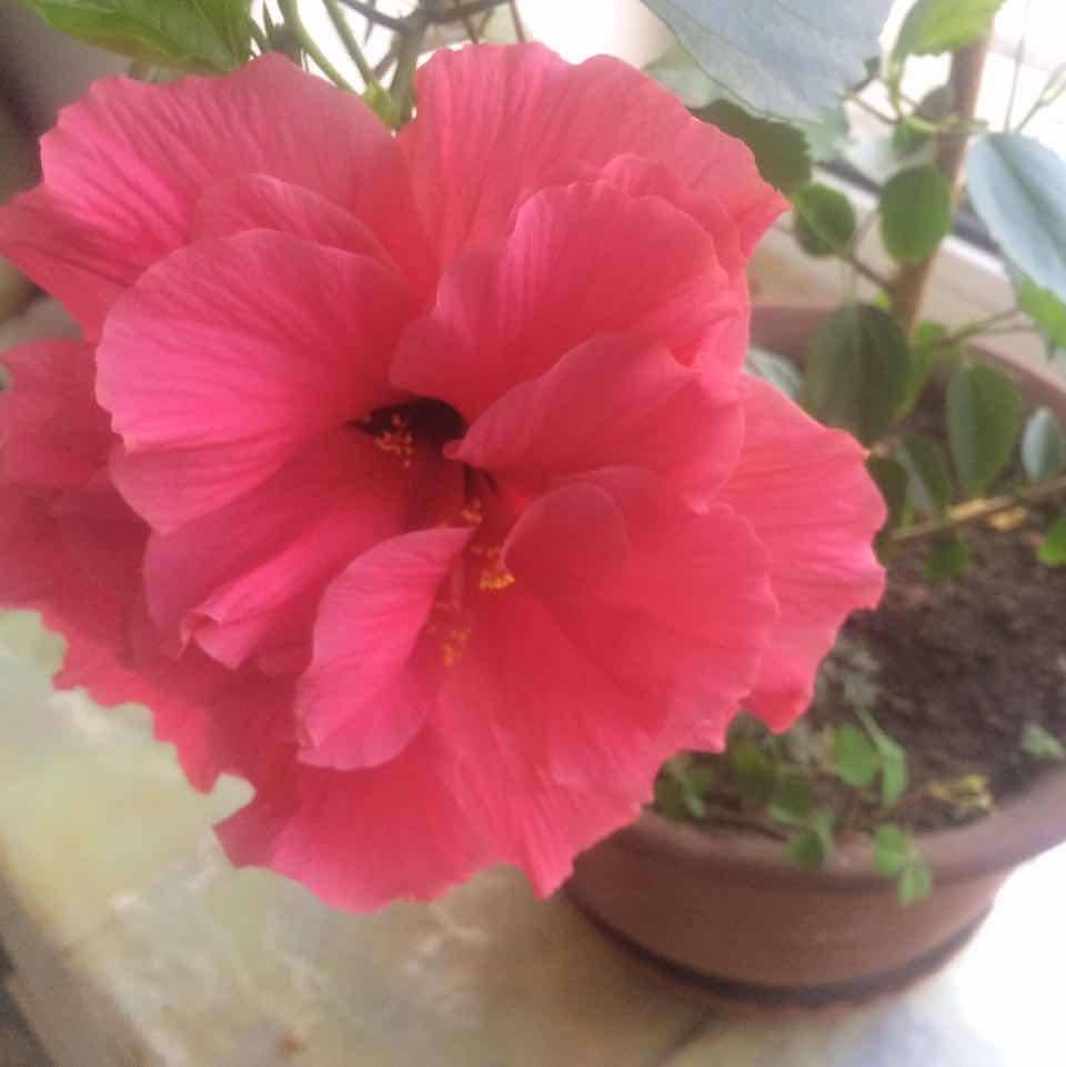 驴肉马肉冻货批发139****8344