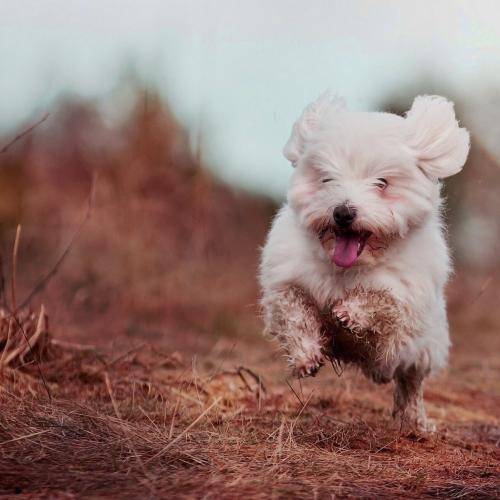 一盘散沙碰见水