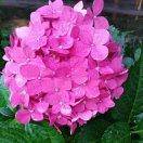 张氏养生堂《艾》调理颈肩腰腿疼