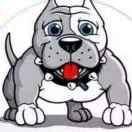 青岛-小卡 恶霸犬