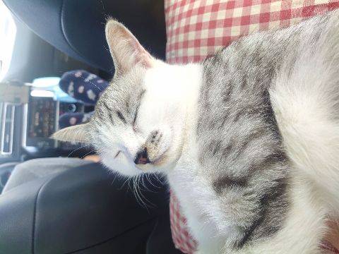 切一叶肺长一个胃