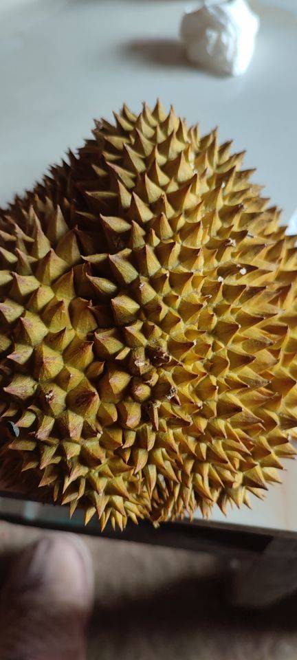 飞跃梦想（家属）