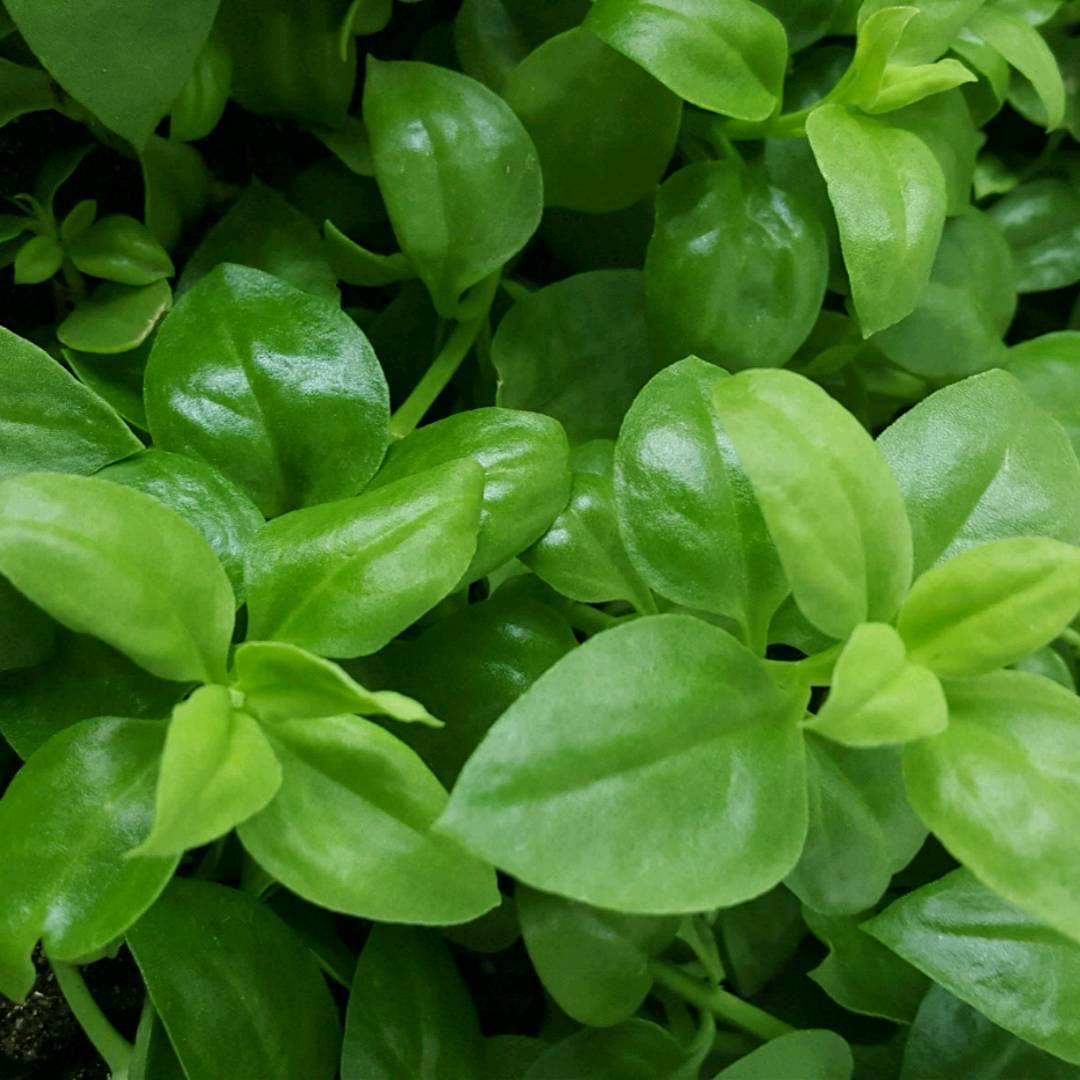 阳光灿烂的日子