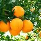 永远幸福 （亚菊）