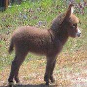 小毛驴是大苦逼