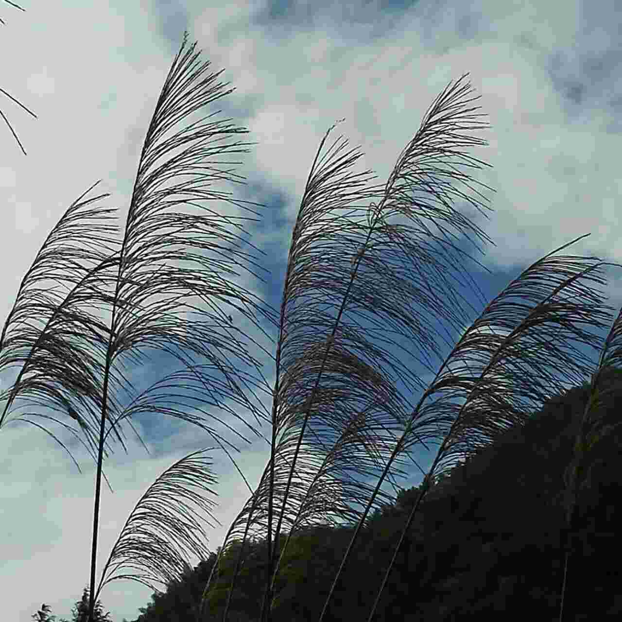 我忘了我记性不好