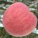 烟台苹果159****2303