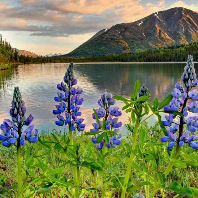 71太阳花赵树琴15