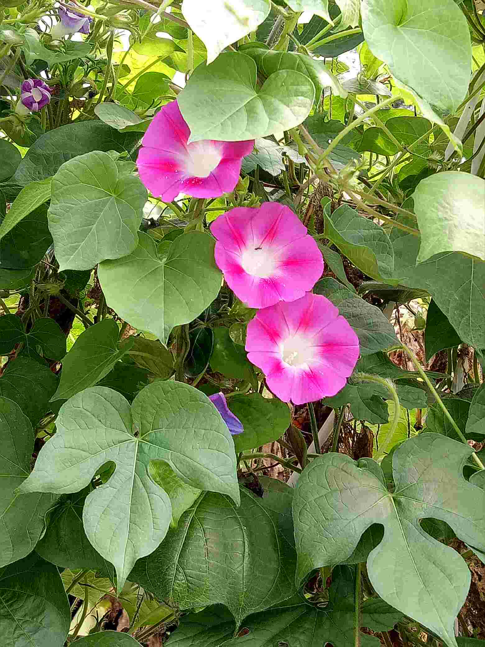 慢生活。乐悠悠