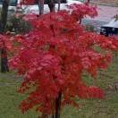 蓝色雨滴137****6263