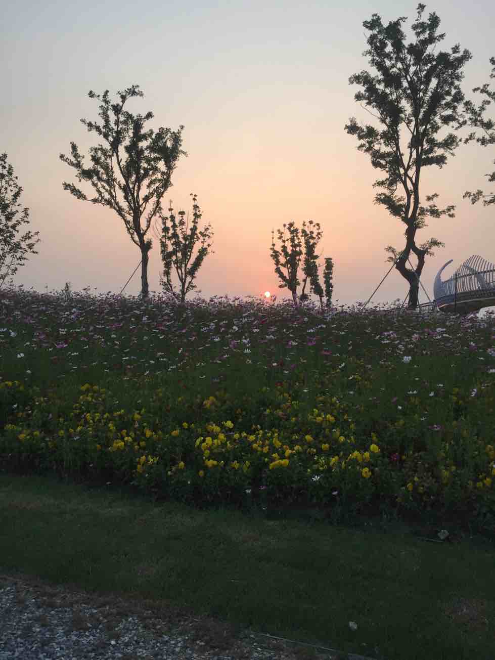 彼岸花丶最美的信赖·