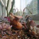 希望在哪里（肺鳞癌）