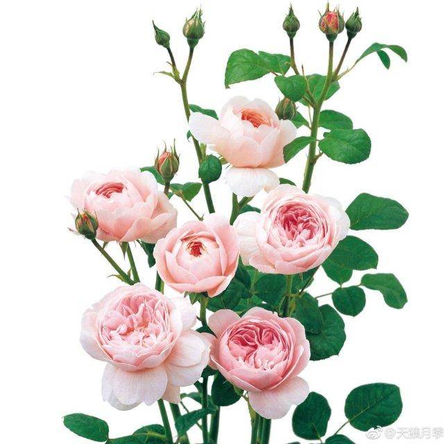 雨 （人） 霖铃