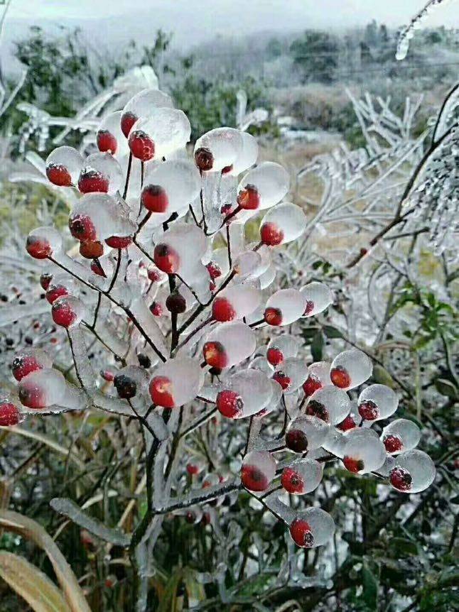 区秋梅138****9221