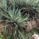 细心的草稿纸7570