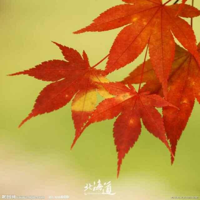 红枫叶