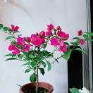 小燕子穿花衣