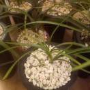 觅友_D769593S75670