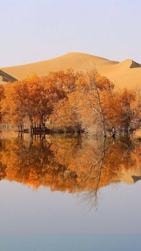 细雨疏桐锁清秋