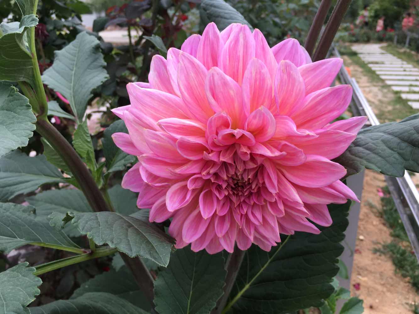 陪爸爸抗战到底