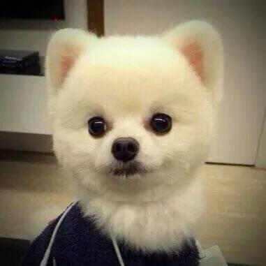 铿锵玫瑰（2017.9-1973.5）