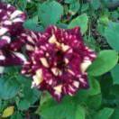 恩悦珊的飞翔梦